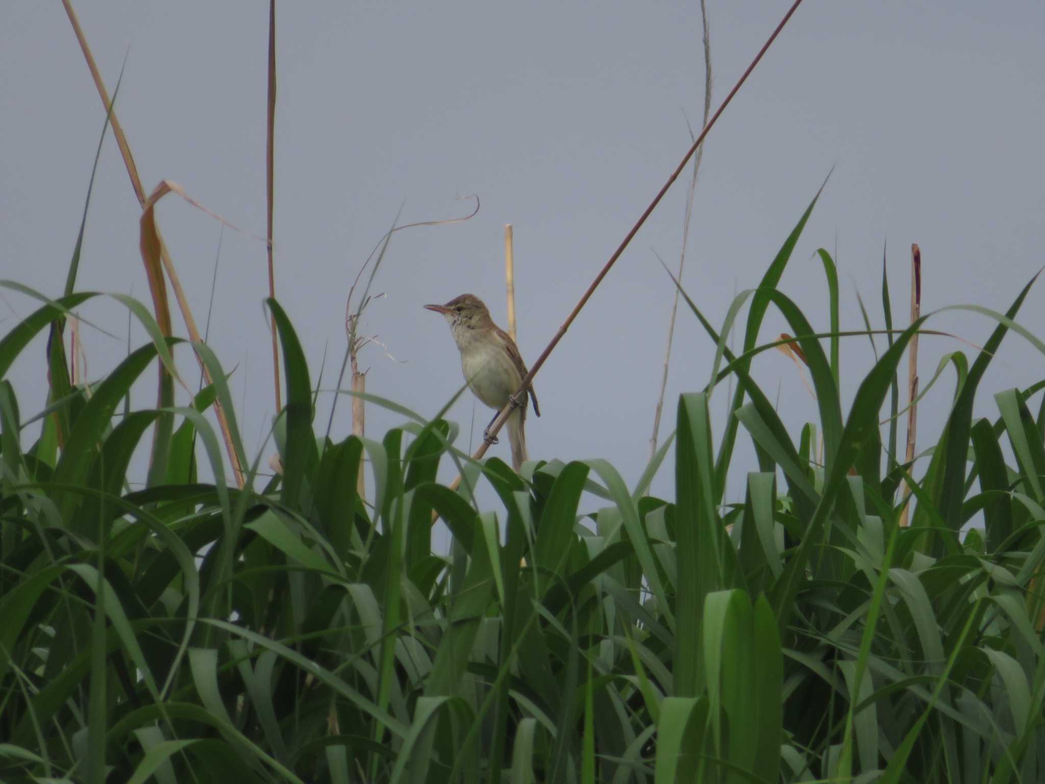 Photo of Oriental Reed Warbler at  by オシオシオシドリ