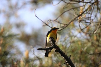 Narcissus Flycatcher 余野公園 Tue, 5/10/2022