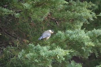 ヤマガラ 希望ヶ丘文化公園 2022年5月22日(日)