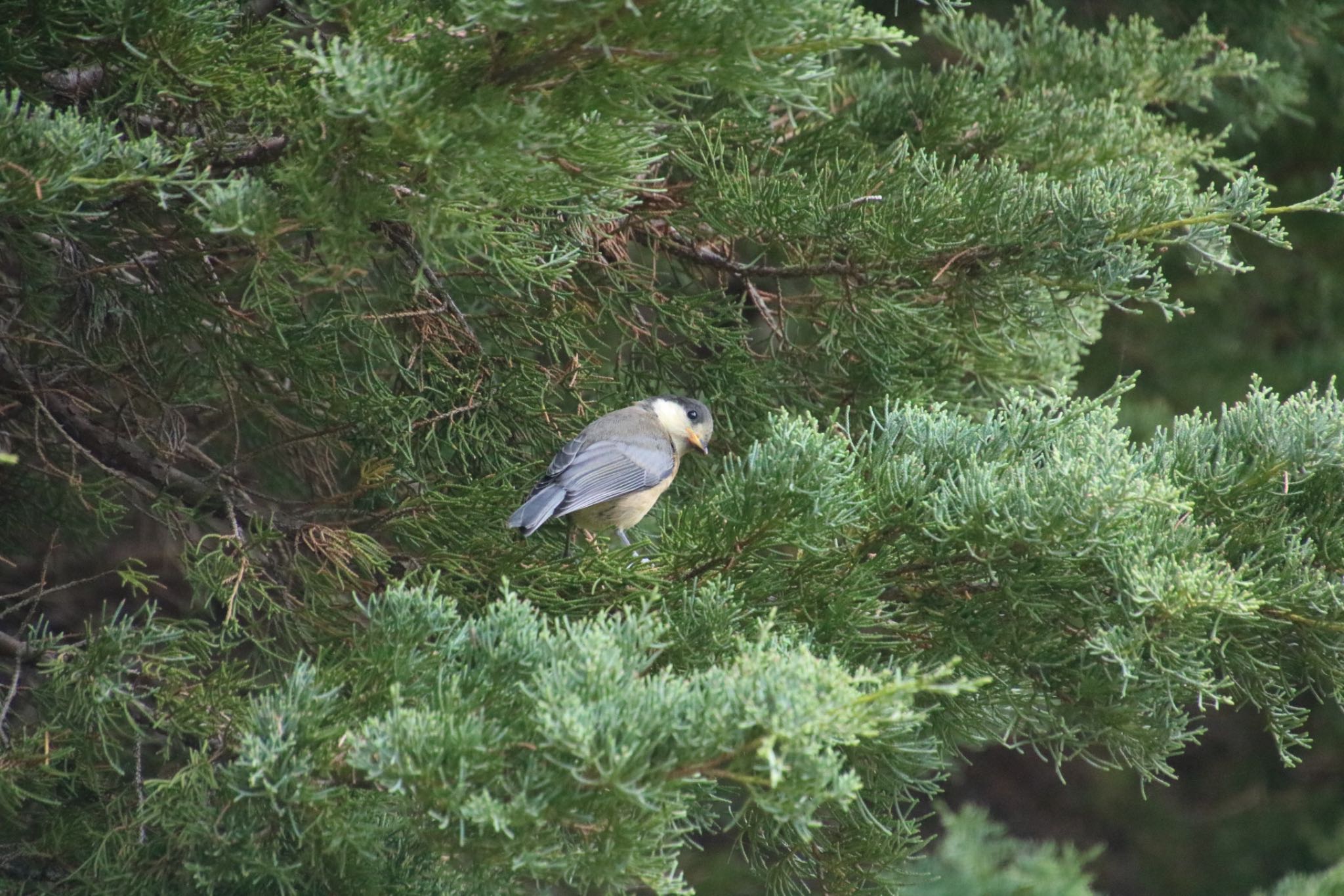 Photo of Varied Tit at 希望ヶ丘文化公園 by Mariko N