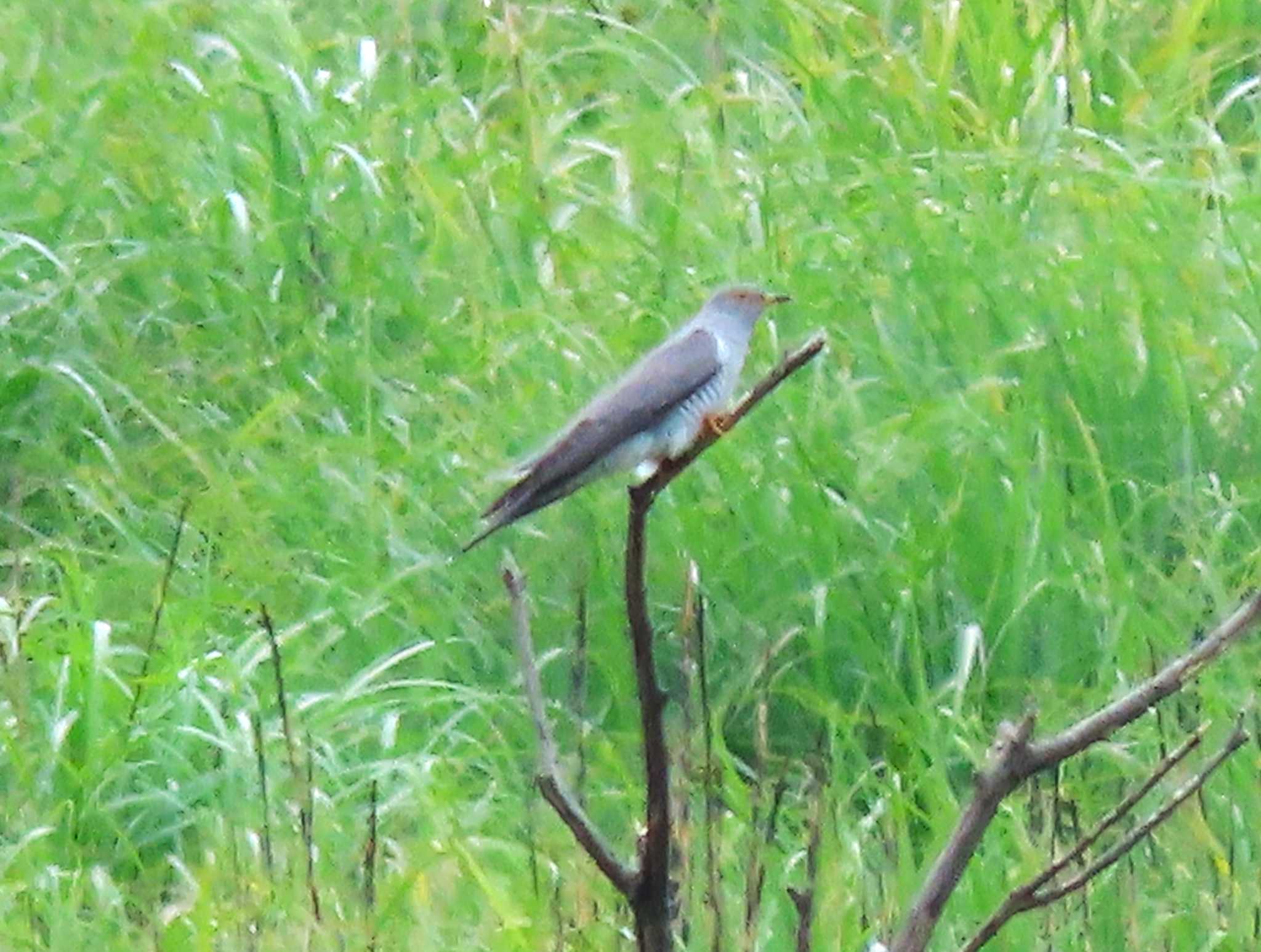 山口県秋吉台 カッコウの写真 by みそっち