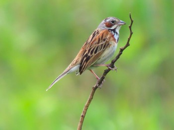 2022年5月21日(土) 山口県秋吉台の野鳥観察記録