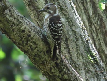 Japanese Pygmy Woodpecker 江汐公園(山口県) Sun, 5/22/2022