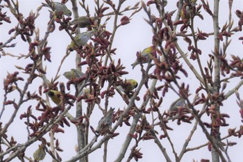 Eurasian Siskin Makomanai Park Sat, 4/23/2022