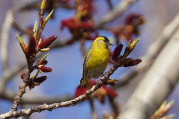 Eurasian Siskin Makomanai Park Sat, 4/23/2022