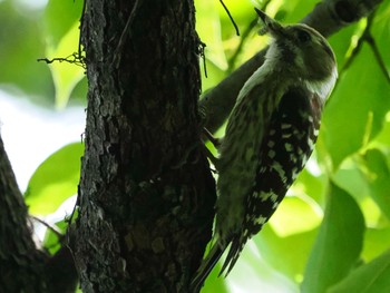 コゲラ 東京港野鳥公園 2022年5月22日(日)