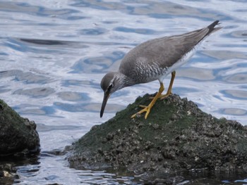 キアシシギ 東京港野鳥公園 2022年5月22日(日)