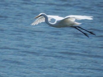 ダイサギ 東京港野鳥公園 2022年5月22日(日)