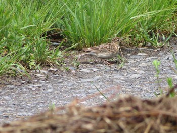 Eurasian Skylark Watarase Yusuichi (Wetland) Sat, 5/27/2017