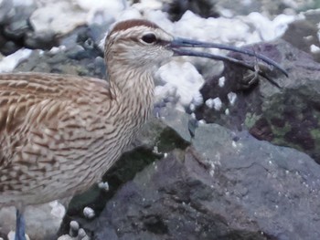 チュウシャクシギ 東京港野鳥公園 2022年5月22日(日)