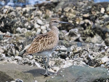 チュウシャクシギ 東京港野鳥公園 2022年5月22日(日)