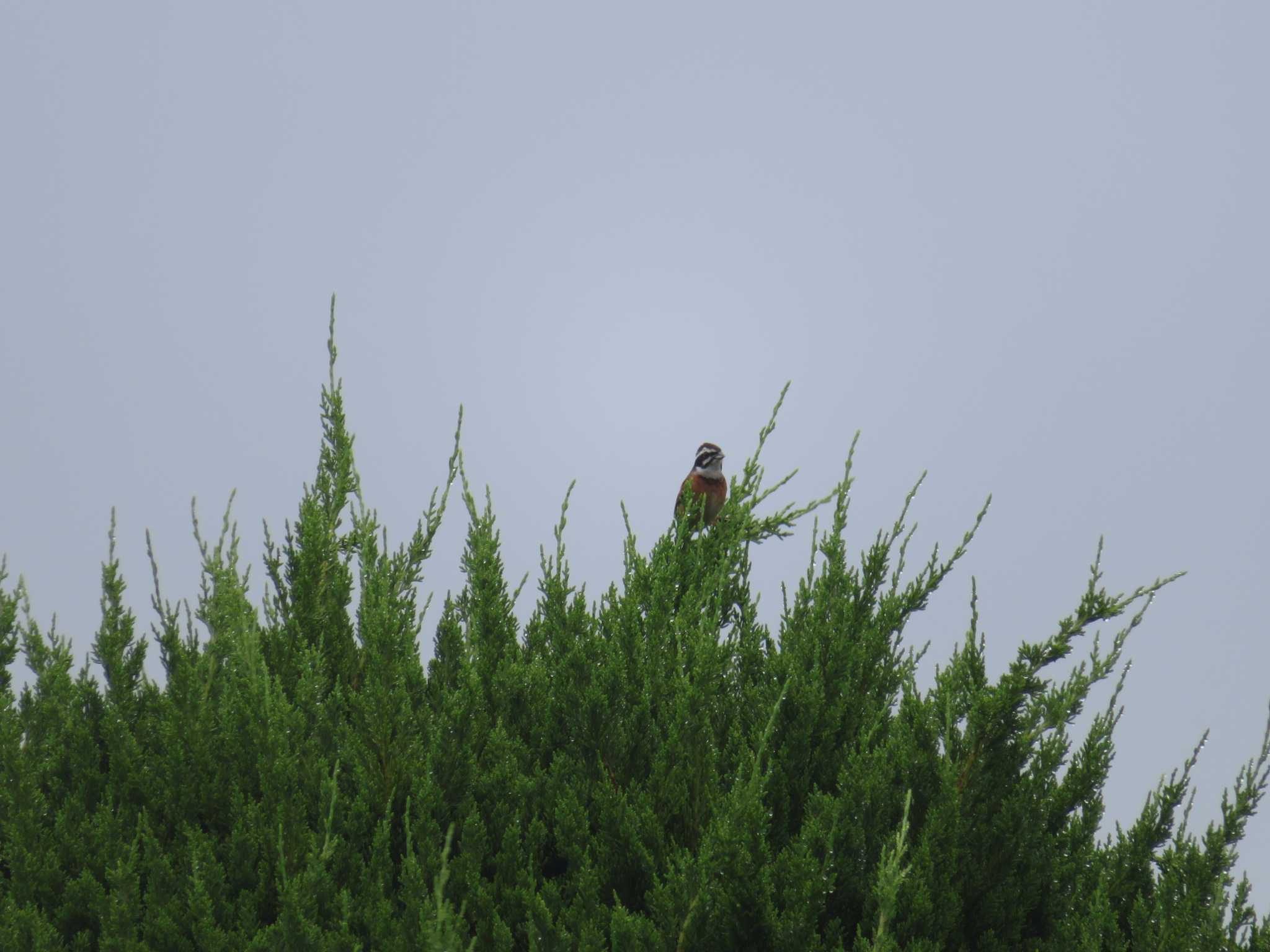 Photo of Meadow Bunting at  by オシオシオシドリ