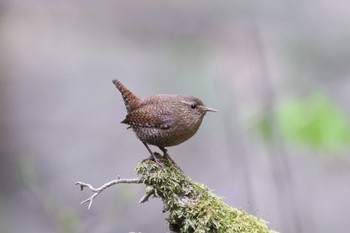 Eurasian Wren 山梨県甲州市 Sun, 5/8/2022