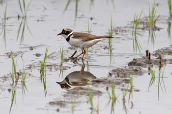 Little Ringed Plover 大久保農耕地 Fri, 5/20/2022