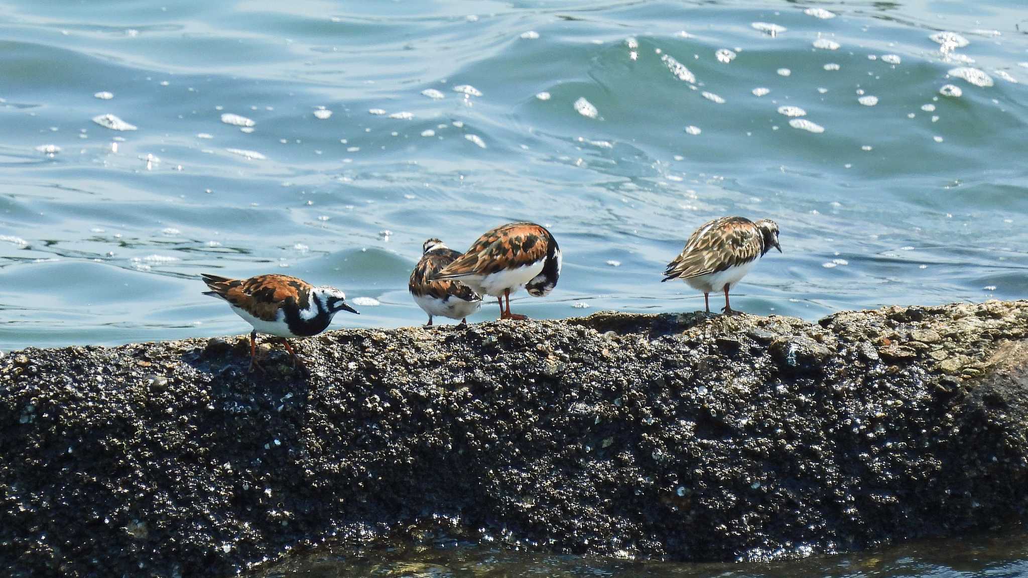 甲子園浜(兵庫県西宮市) キョウジョシギの写真 by いしころ