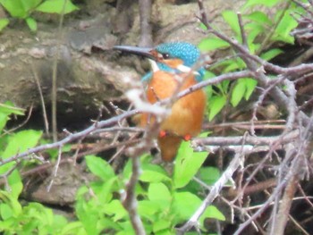 2022年5月22日(日) 茨戸川緑地の野鳥観察記録