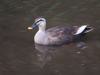 Eastern Spot-billed Duck 野川公園 Thu, 5/4/2017