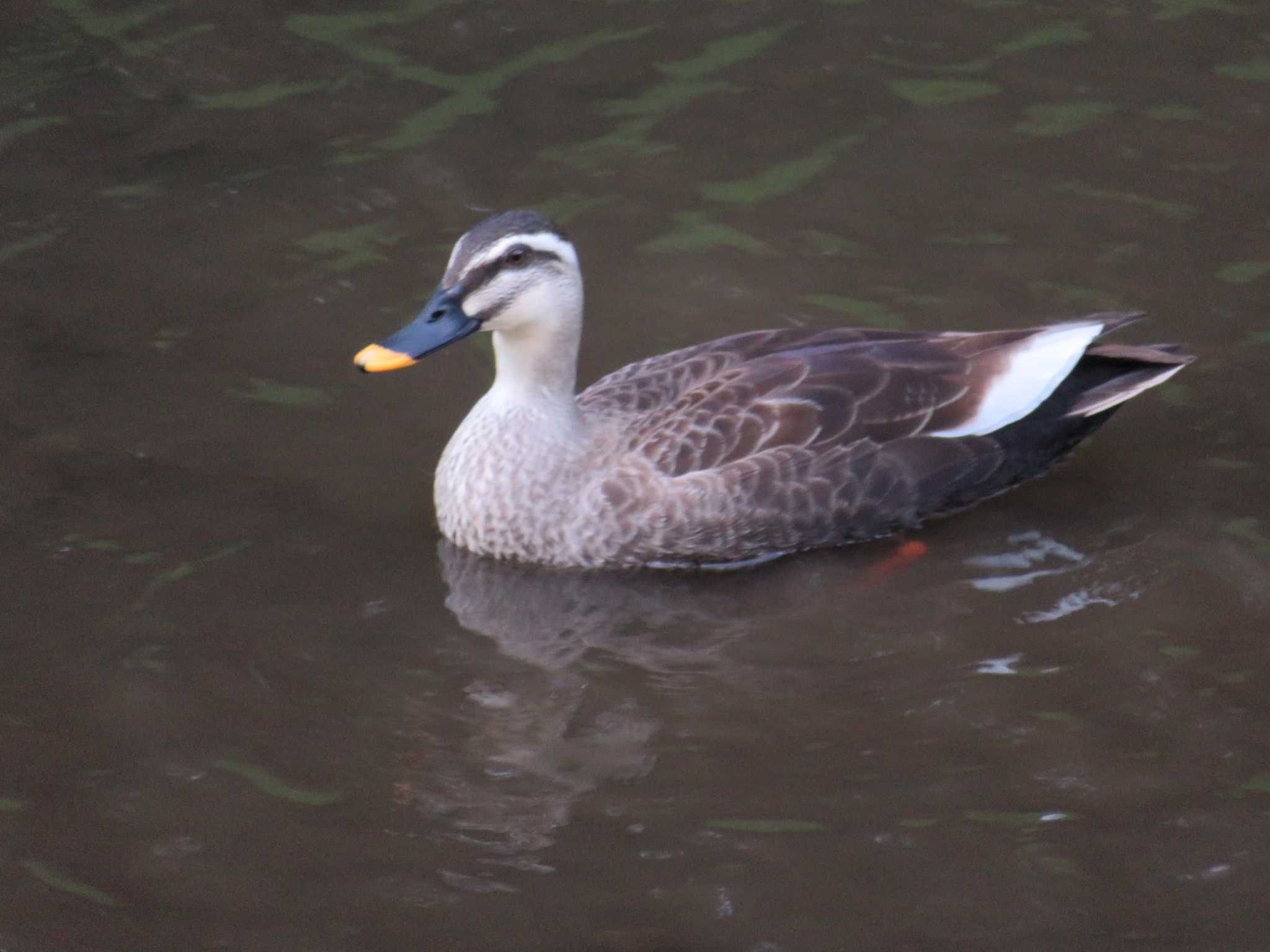 Photo of Eastern Spot-billed Duck at 野川公園 by オシオシオシドリ