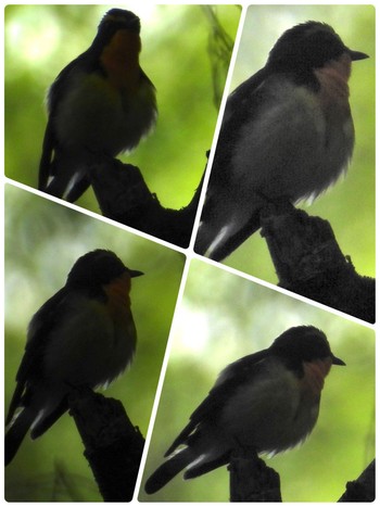 2022年5月22日(日) 東京都八王子市の野鳥観察記録