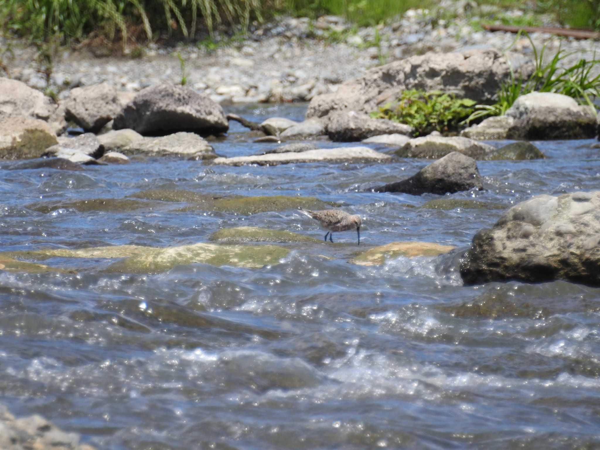 Curlew Sandpiper