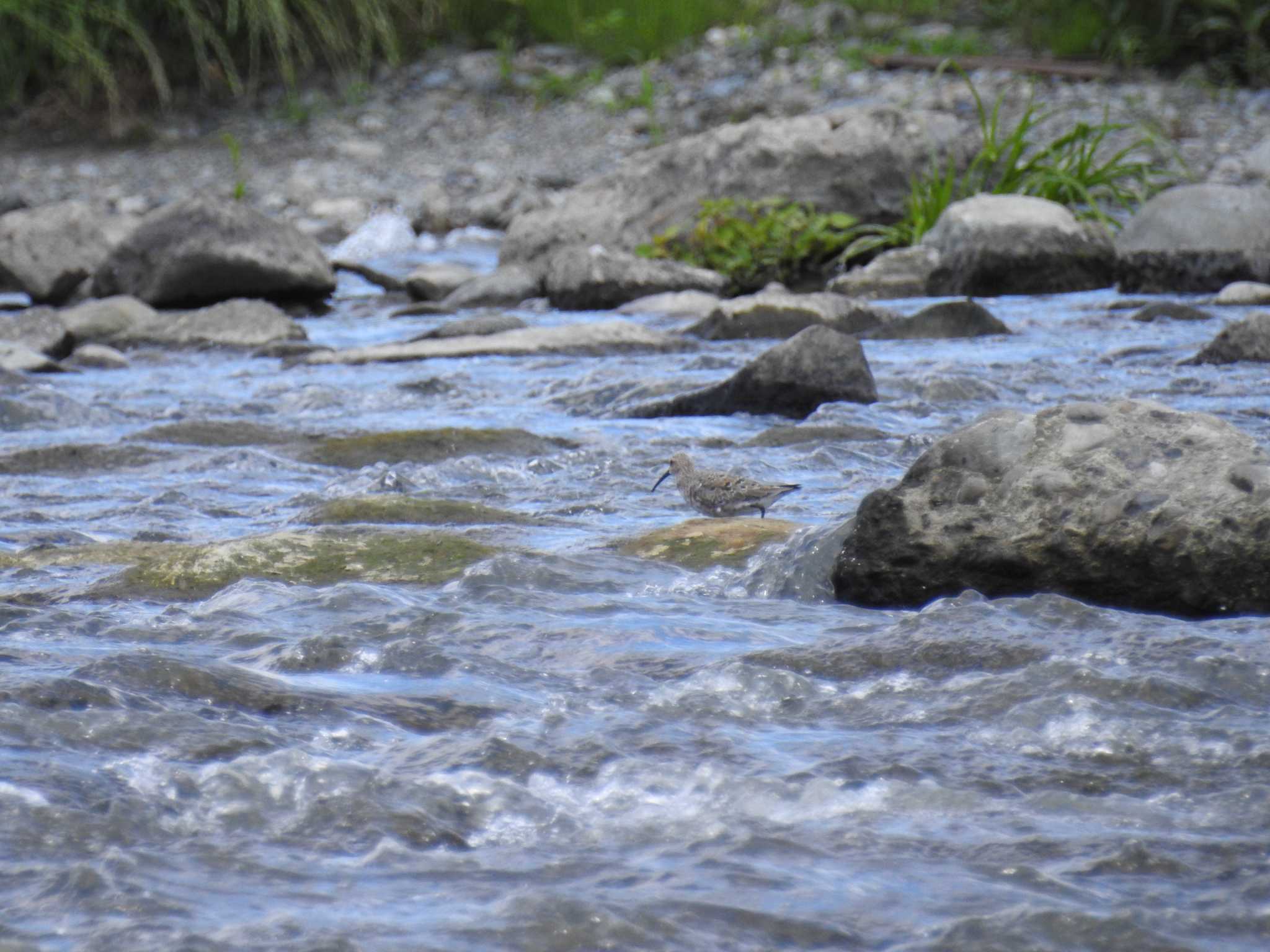 Photo of Curlew Sandpiper at 多摩川二ヶ領宿河原堰 by Kozakuraband