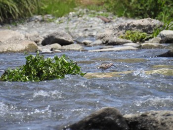 Sun, 5/22/2022 Birding report at 多摩川二ヶ領宿河原堰