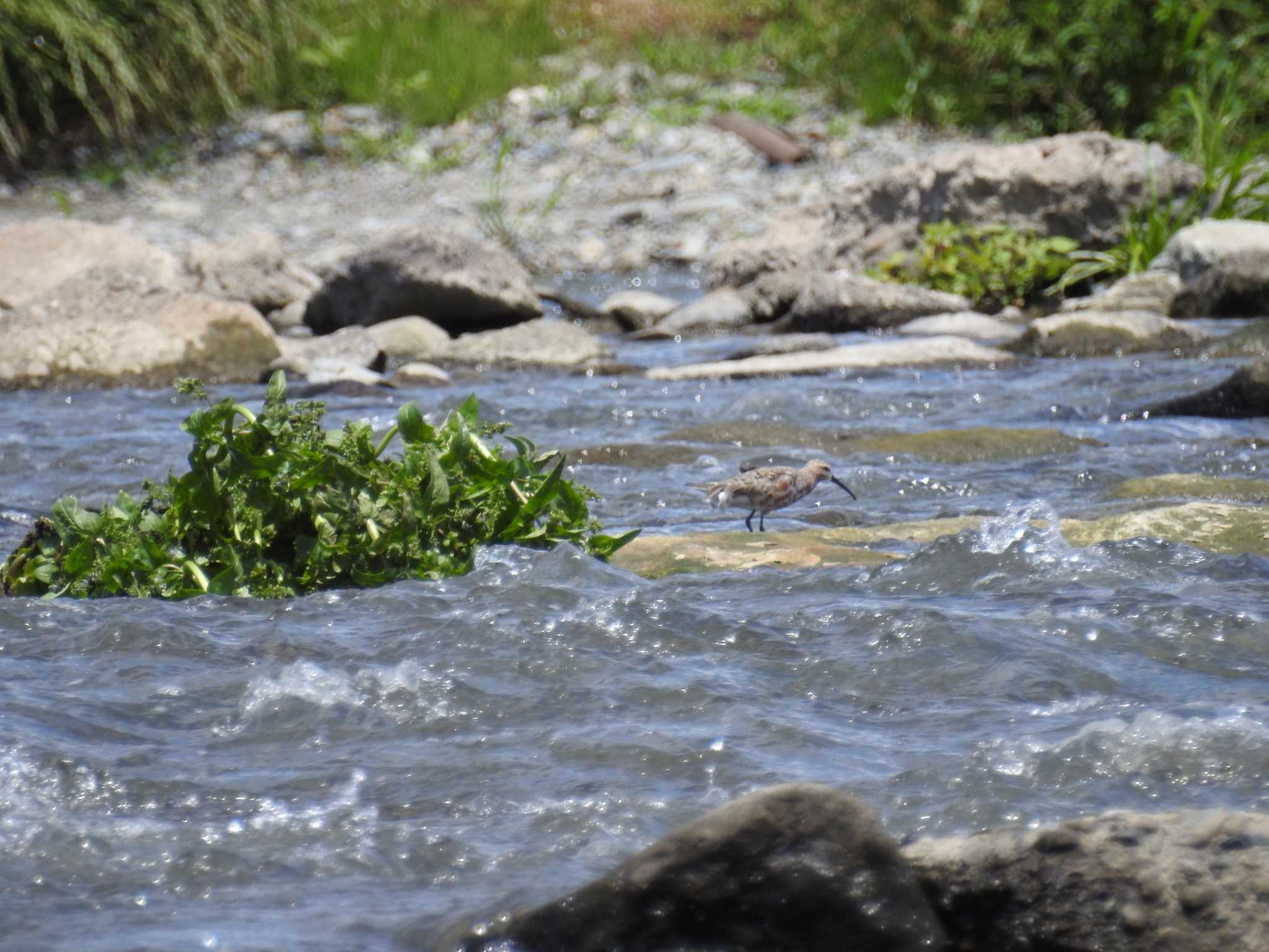 Curlew Sandpiper