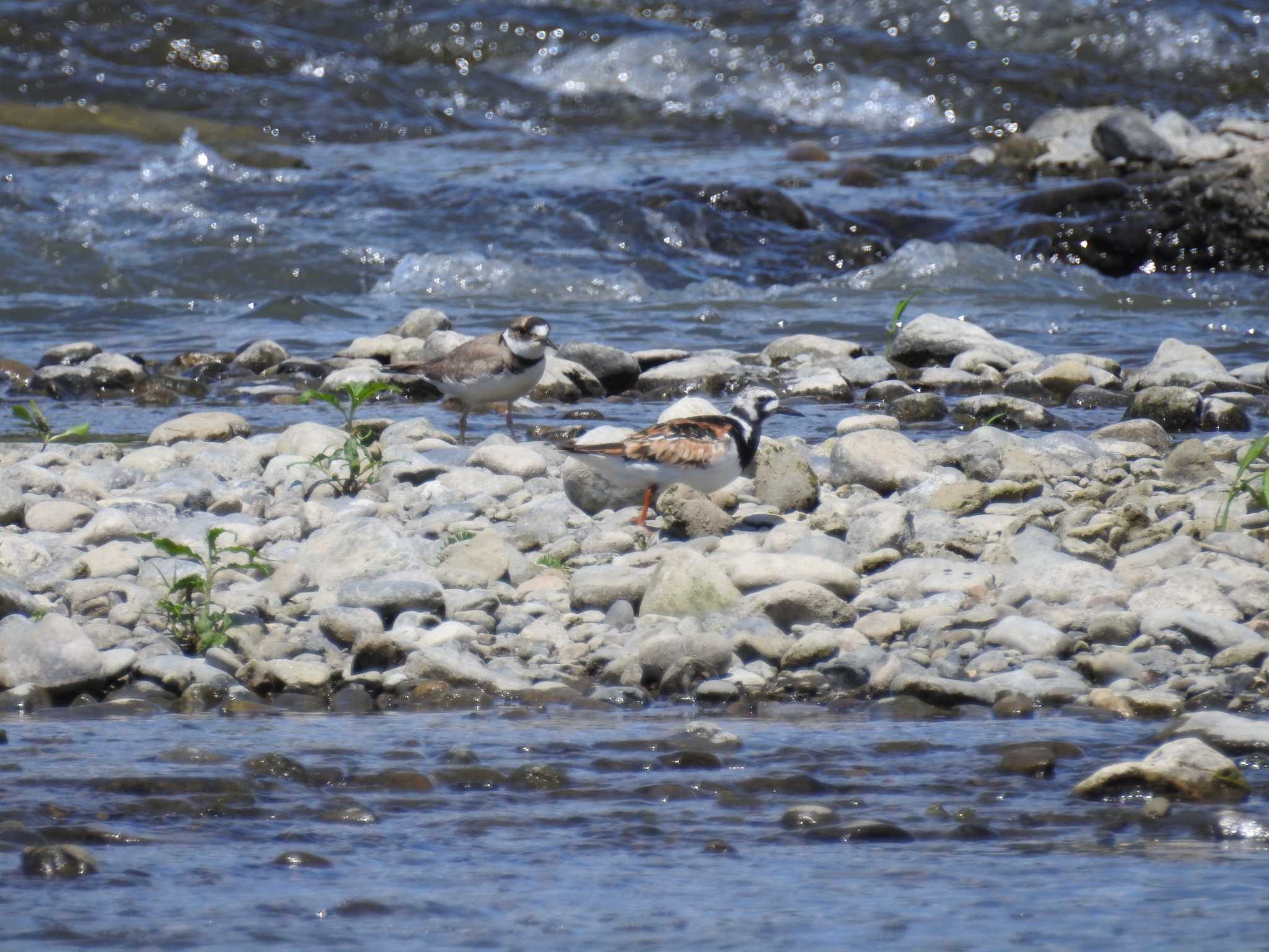 Ruddy Turnstone