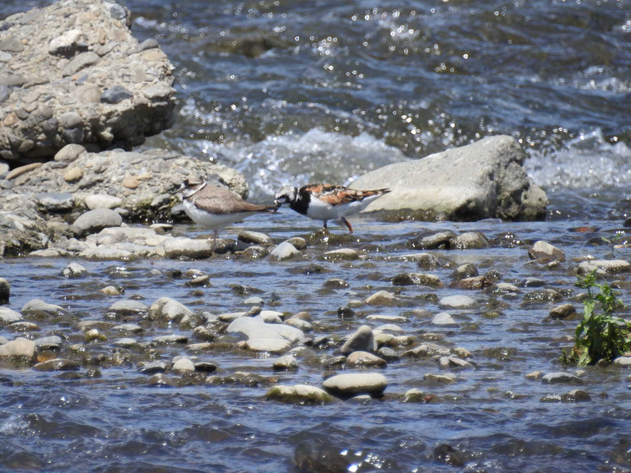 Photo of Ruddy Turnstone at 多摩川二ヶ領宿河原堰 by Kozakuraband