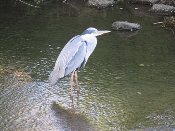 アオサギ 野川公園 2017年5月4日(木)