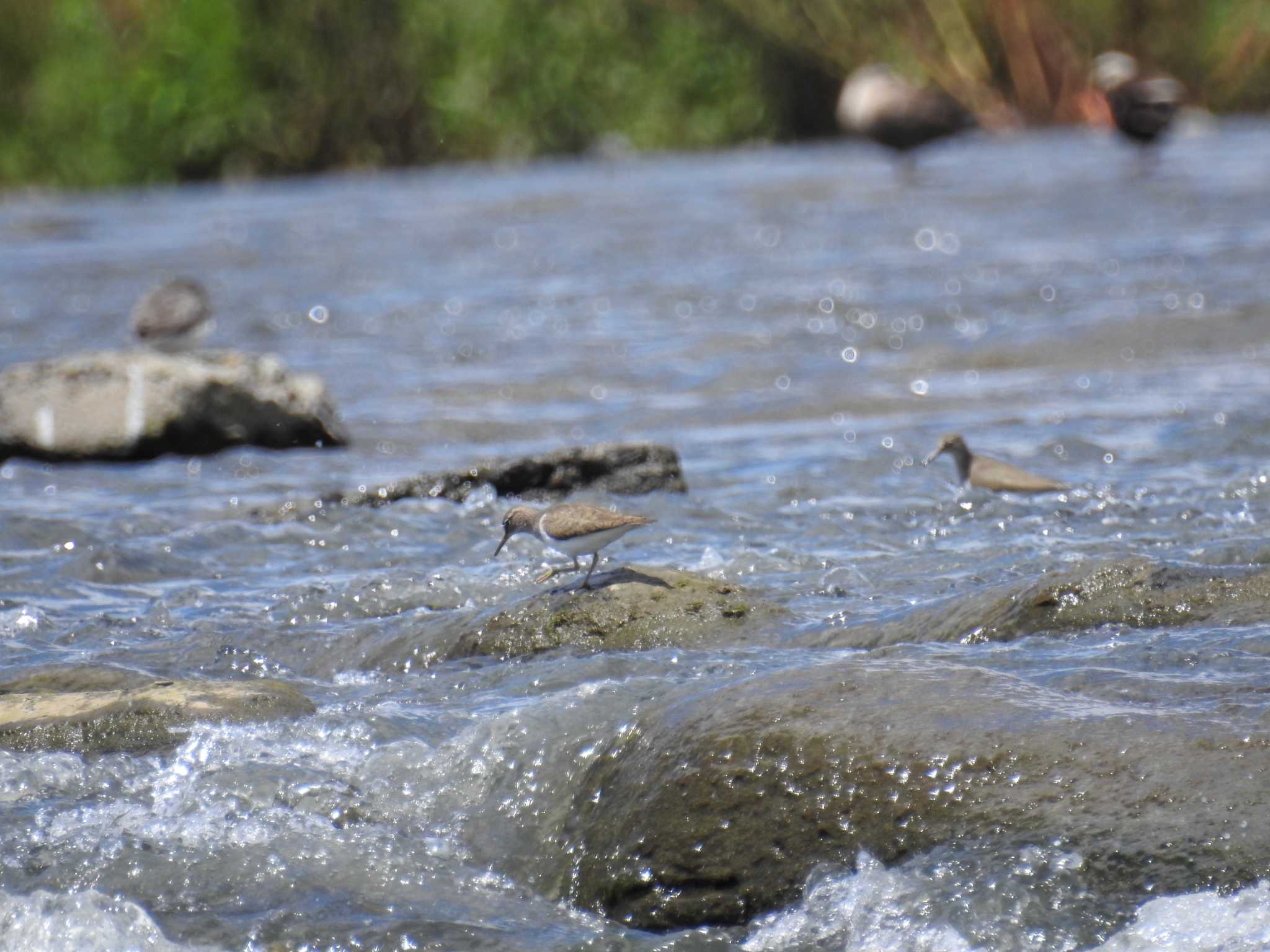 Common Sandpiper