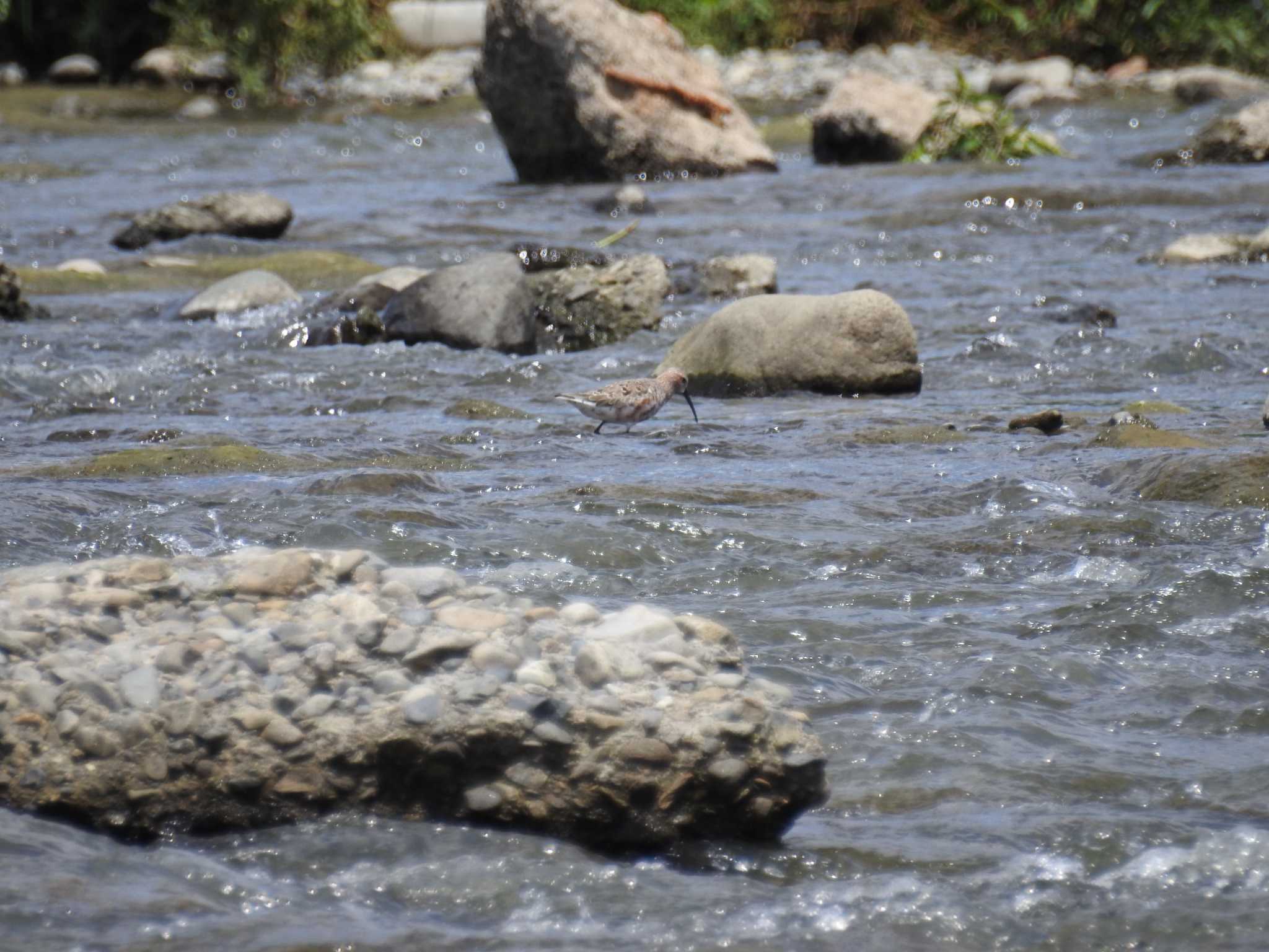 Curlew Sandpiper