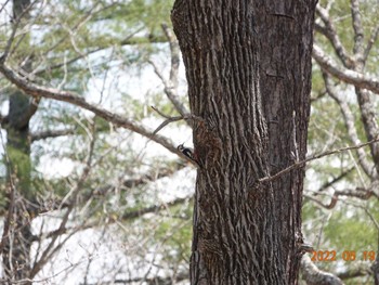 Great Spotted Woodpecker 湯ノ湖 Thu, 5/19/2022