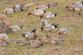 Eurasian Wigeon 石狩 茨戸川 Sat, 4/23/2022