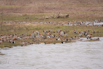 Eurasian Wigeon 石狩 茨戸川 Sat, 4/23/2022