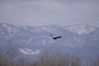 White-tailed Eagle 石狩 茨戸川 Sat, 4/23/2022