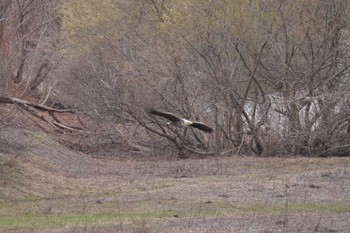 White-tailed Eagle 石狩 茨戸川 Sat, 4/23/2022