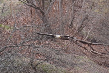 White-tailed Eagle 石狩 茨戸川 Sat, 4/23/2022