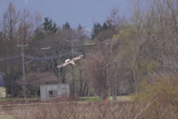 White-tailed Eagle 石狩 茨戸川 Sat, 4/23/2022