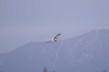 White-tailed Eagle 石狩 茨戸川 Sat, 4/23/2022