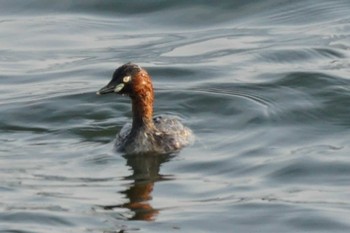 Little Grebe 江津湖 Sun, 5/22/2022