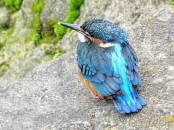 2022年5月22日(日) いたち川(横浜 本郷台)の野鳥観察記録