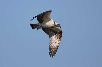 2017年10月27日(金) 谷津干潟の野鳥観察記録