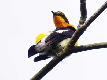 2022年5月22日(日) 舞岡公園の野鳥観察記録