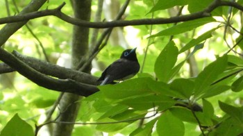 Black Paradise Flycatcher Arima Fuji Park Sun, 5/22/2022