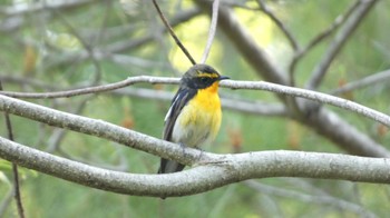 Narcissus Flycatcher Arima Fuji Park Sun, 5/22/2022