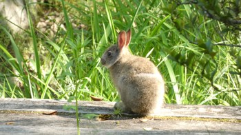 未同定 有馬富士公園 2022年5月22日(日)