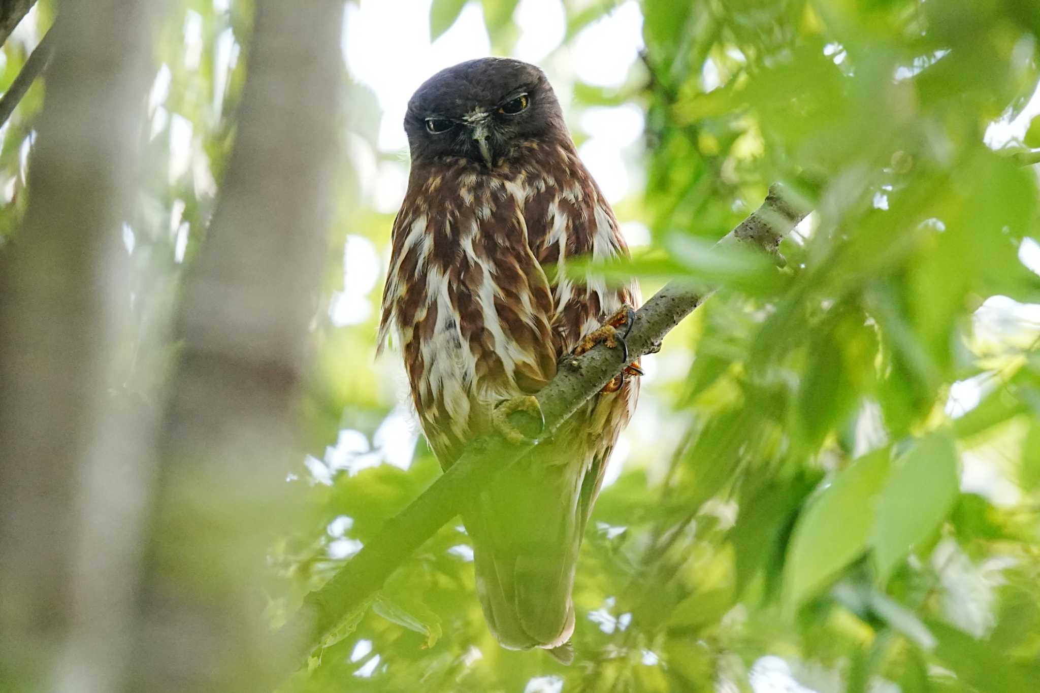  アオバズクの写真 by yuki@momiji