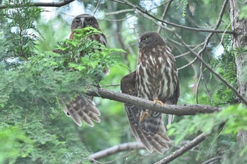 アオバズク 堀兼神社 2022年5月22日(日)