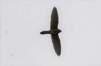 Common Kestrel 淀川 Sat, 5/21/2022